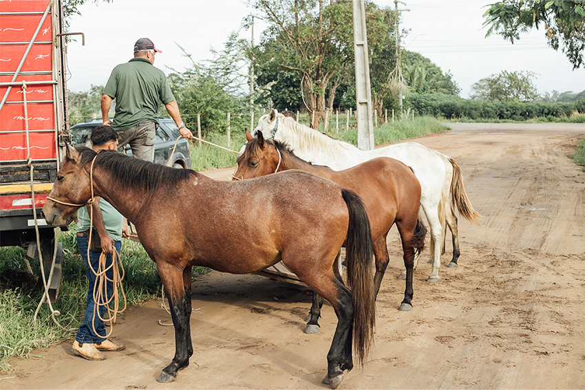 CAPA APREENSÃO DE ANIMAIS EM BUENA