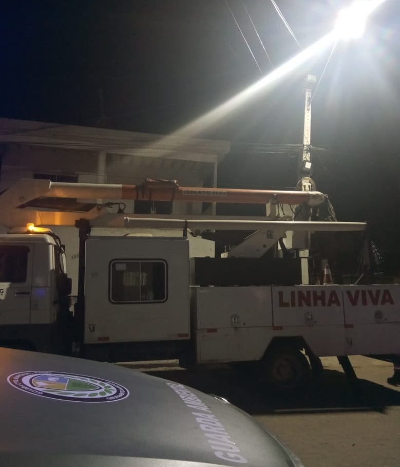 GAM resgata dois ouriços cacheiros nesta semana 3