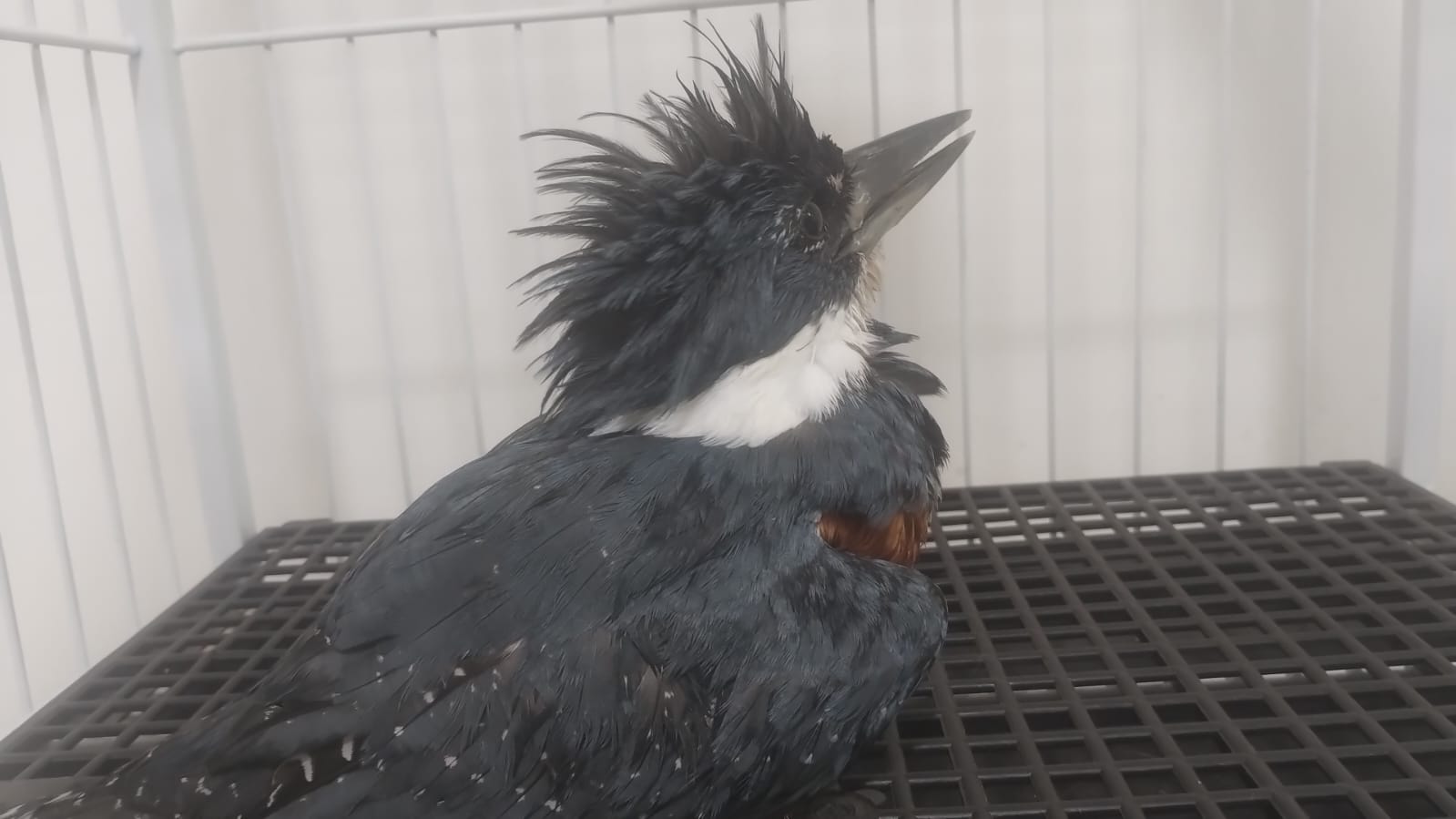 Resgate de ave aquática Divulgação GAM 2