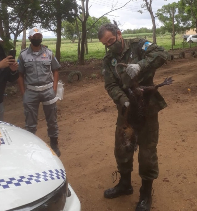 Ratão-do-banhado é resgatado vivo no litoral