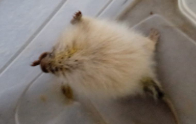 Gambá e ouriço-cacheiro resgatados pela Guarda Ambiental