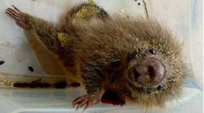 Guarda Ambiental resgata três gambás e dois ouriços-cacheiros