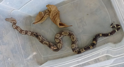 Gambás e jiboia são resgatados pela Guarda Ambiental no final de semana