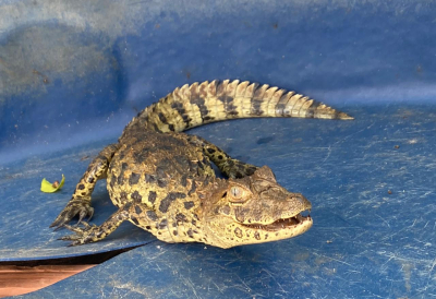 Guarda Ambiental resgata filhote de jacaré-de-papo-amarelo