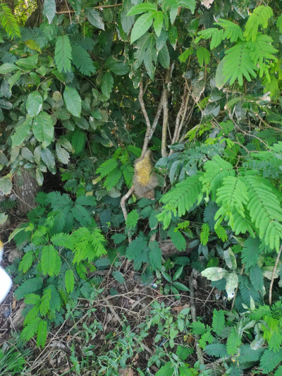 Ouriço-cacheiro resgatado na localidade de Floresta