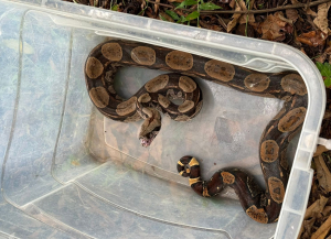 Jiboia, papagaio, capivara e gambá são resgatados pela Guarda Ambiental
