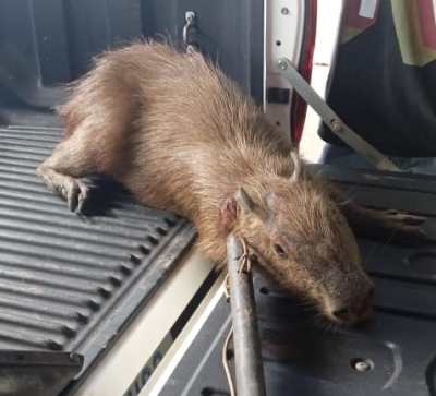 Guarda Ambiental resgata capivara e dois filhotes de gambá