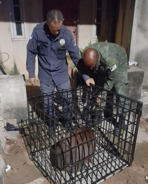 Guarda Ambiental resgata capivara em residência de Barra do Itabapoana