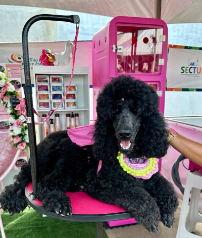 1º PetFest Verão supera as expectativas a atrai grande público