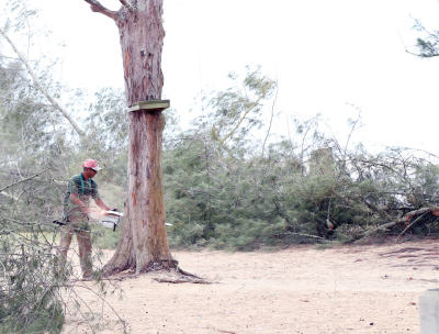 Prefeitura segue orientação do MPF e prossegue com retirada de casuarinas