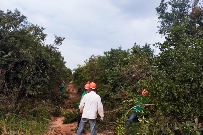 Limpeza de vegetação e poda de árvores chegam a Tatagiba