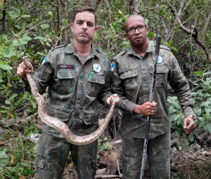 Guarda Ambiental resgata jiboia em Barra do Itabapoana
