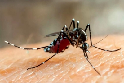 Vacinação contra a dengue começa a partir do dia 17 em SFI