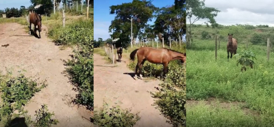 Proprietários de animais apreendidos em via pública têm até cinco dias para retirá-los