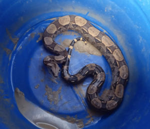 Jiboia com cerca de dois metros é resgatada em Imburi