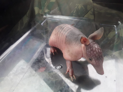 Filhote de tatu-galinha resgatado em SFI