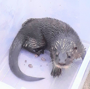 Lontra é resgatada pela Guarda Ambiental em Gargaú
