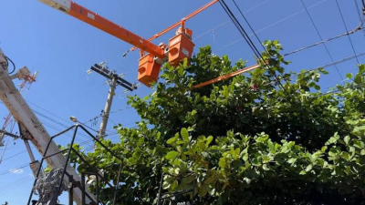 Sema renova autorização para a Enel realizar poda de árvores em vias públicas