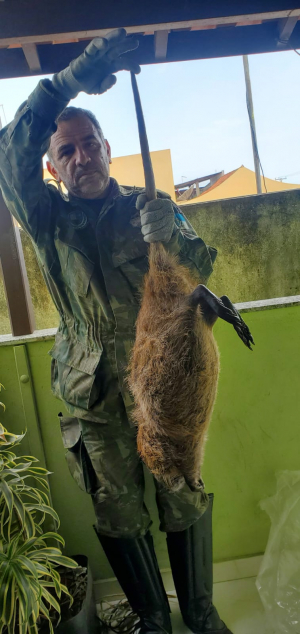 Animal raro na região, ratão-do-banhado é atropelado e morto em SFI, sendo levado para análise na Uenf