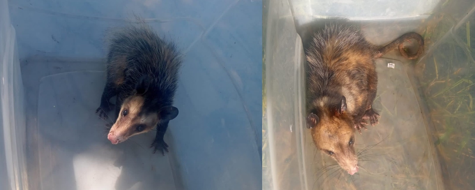 Gambás Divulgação GAM