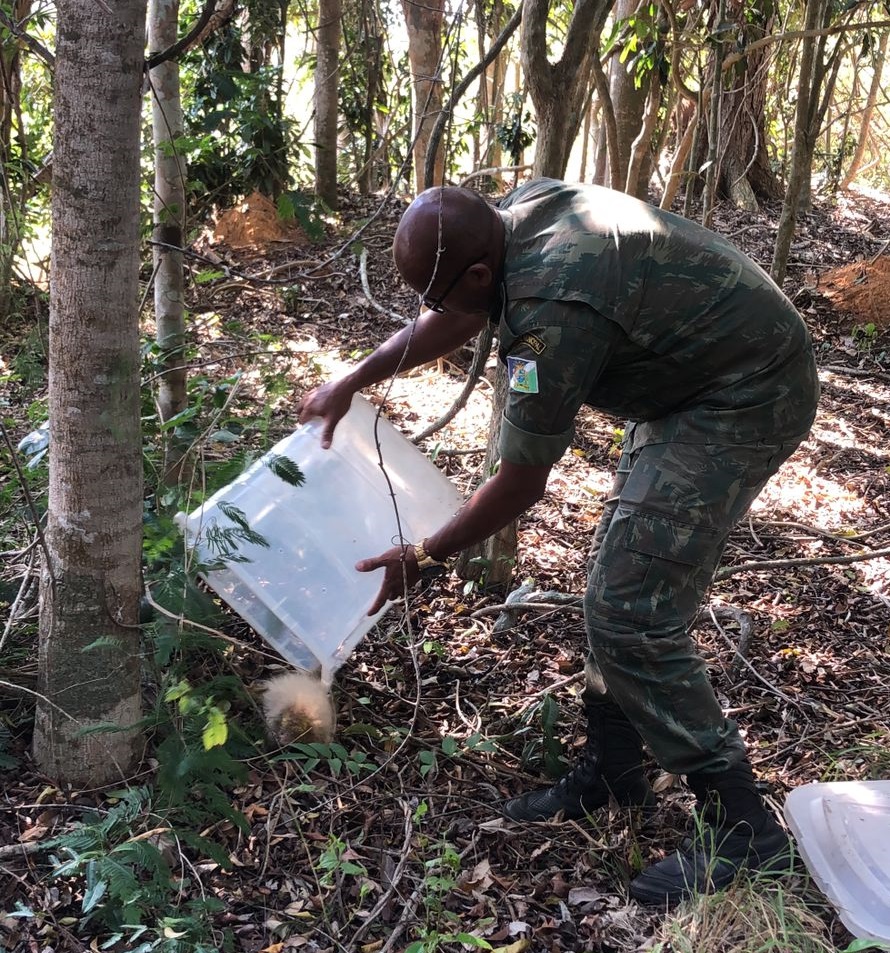Guarda Ambiental resgata cobra dágua e ouriço cacheiro DIVULGAÇÃO GAM 2