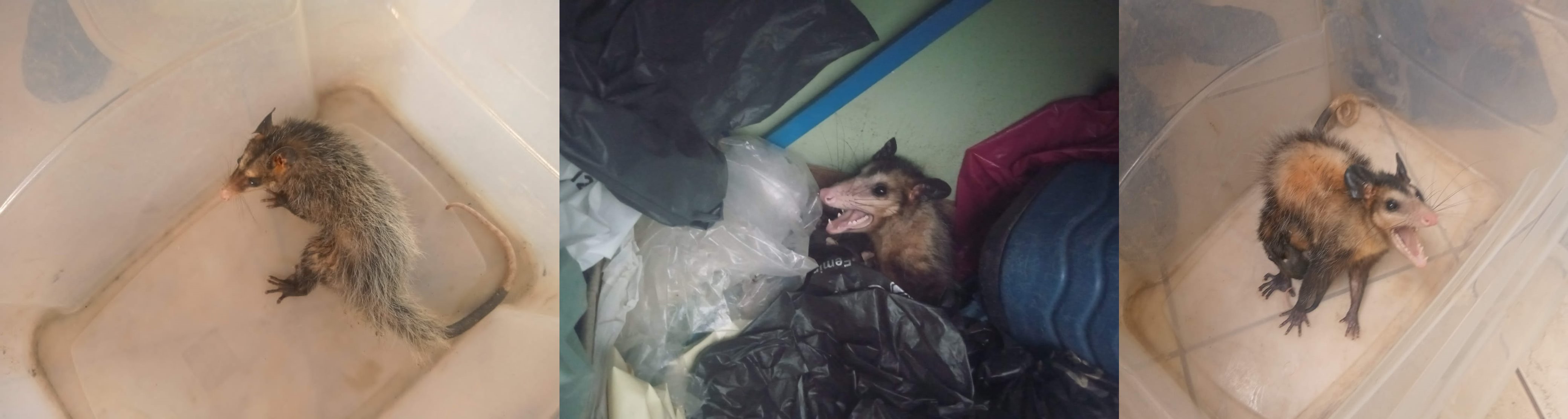 Guarda Ambiental resgata nove animais silvestres Divulgação GAMSFI 2 horz