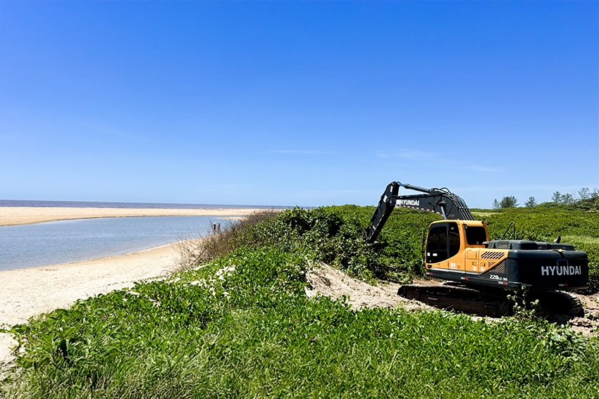 vegatação exótica