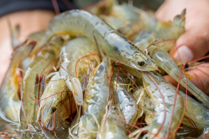 Defeso do camarão marinho: Sema alerta sobre antecipação do período