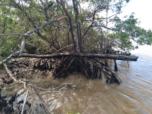 Ações da Sema coíbem degradação em mangue e chiqueiro em perímetro urbano