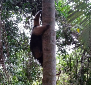 Guarda Ambiental resgata tamanduás e gambá