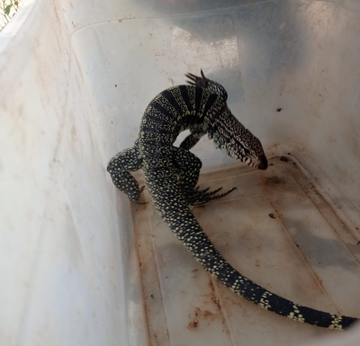 Guarda Ambiental resgata lagarto em residência