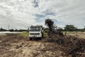 Cerca de 800 toneladas de vegetação exótica retiradas em Gargaú