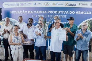 Produtores de SFI inovam na produção de abacaxi com mudas de BRS Imperial