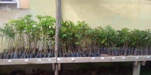 SFI recebe doação de 600 mudas do Inea