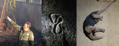 Queimadas provocam aumento de mortes de animais silvestres