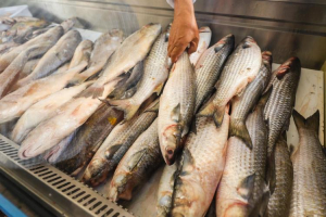 Inscrições para “Feira do Pescado e da Agricultura Familiar” terminam nesta sexta-feira (04)