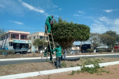 Sema realiza poda de árvores na área central