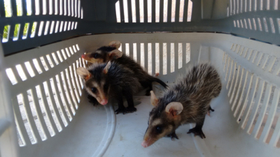 Sema alerta sobre período de reprodução de gambás