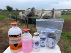 SFI inicia a 2ª etapa da campanha de vacinação contra a aftosa e aplicação de mais 3 vacinas