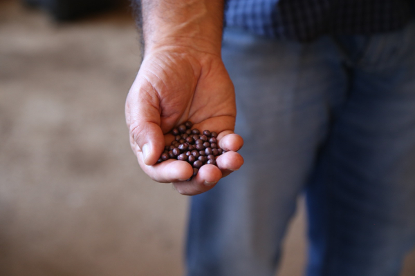 Primeiro grande plantio de soja tem início no município