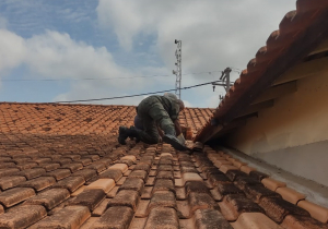 Sema resgata ouriços-cacheiros e família de gambás