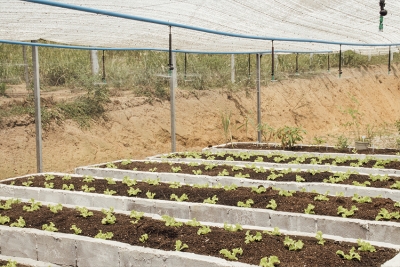 Estufa permanente de Deserto Feliz terá a primeira colheita em poucos dias