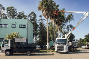 Serviços de poda de árvores segue em vários locais
