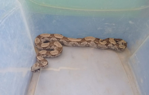 Guarda Ambiental resgata jiboia em Santa Clara