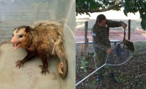 Gambá e ouriço-cacheiro são resgatados pela Guarda Ambiental