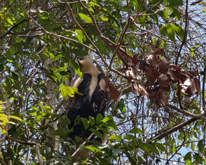 Guarda Ambiental resgata tamanduá-mirim no Centro da cidade