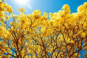 Floração de ipês-amarelos anuncia chegada da primavera