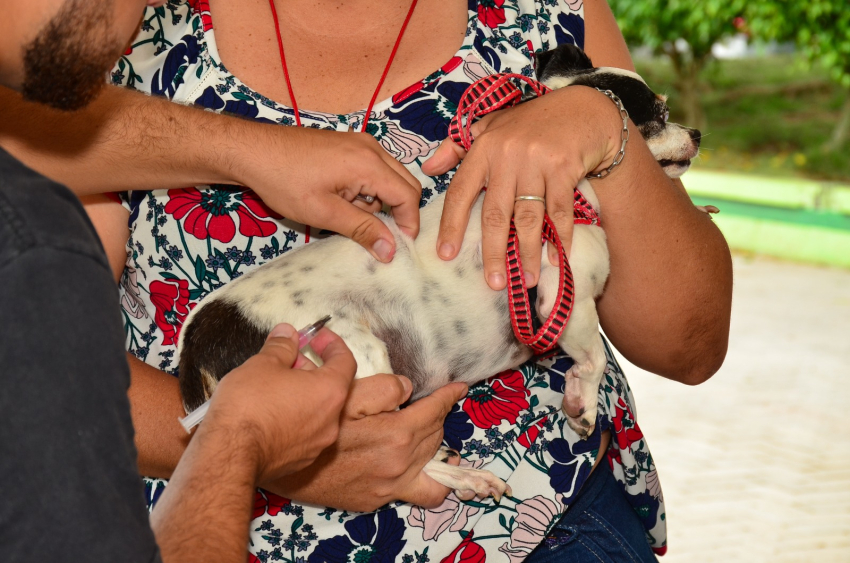 Cerca de 7 mil doses aplicadas no Dia D de vacinação antirrábica para cães e gatos
