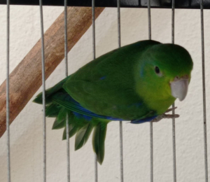 Guarda Ambiental realiza soltura de papagaio