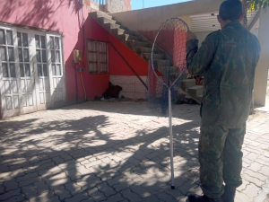 Guarda Ambiental resgata capivara em Guaxindiba e gambás no Centro